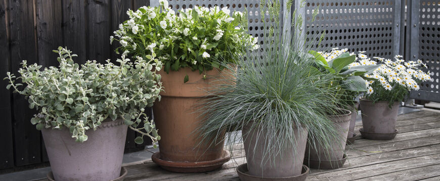 Toppbilde_1-Planter-på-uteplassen