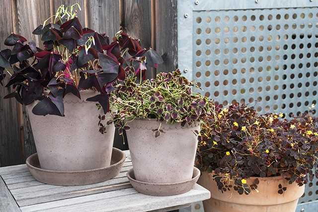 Oxalis_Trifolium_spiselig-plante-4.jpg